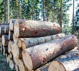 Курсы повышения квалификации по теме "Стандартизация лесоматериалов"